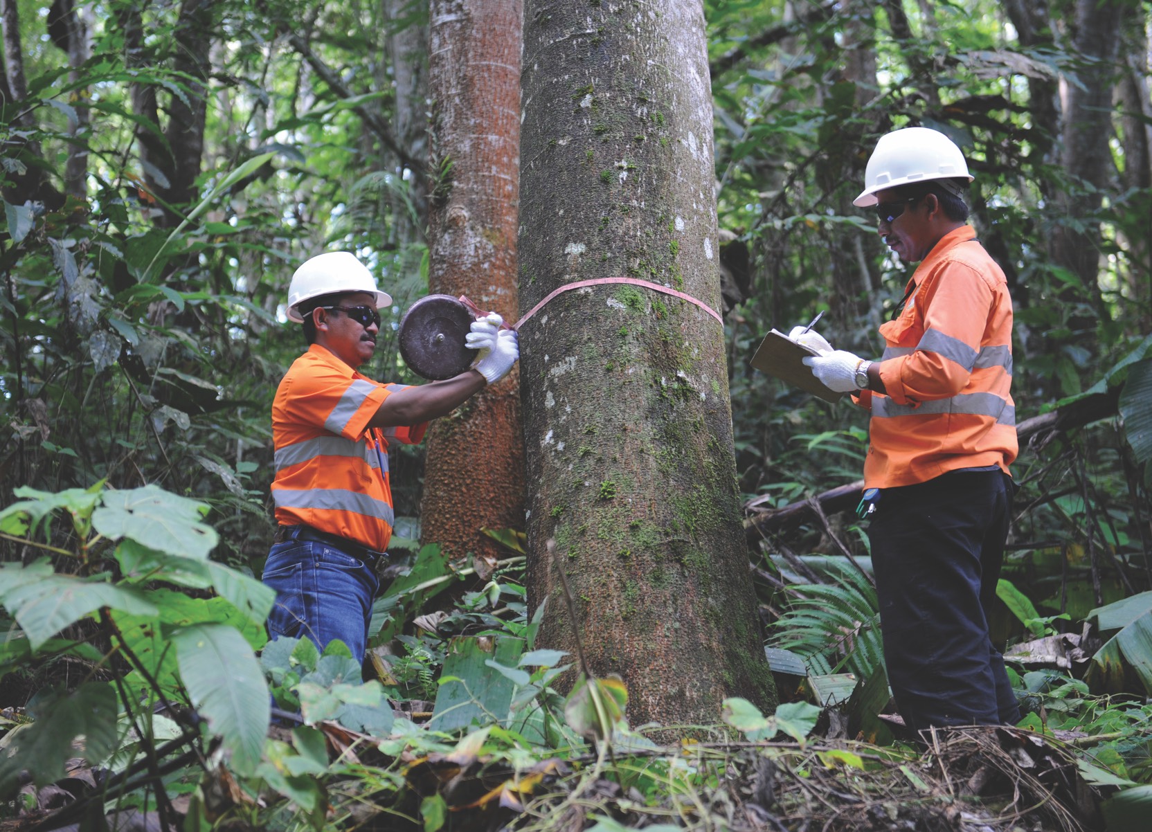Men working in forest